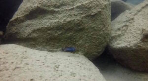 Tropheops sp. 'membe' Masimbwe Island